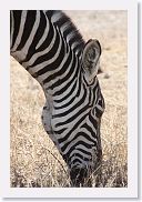 07IntoNgorongoro - 145 * Zebra.